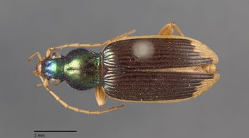 preview Chlaenius sulcipennis